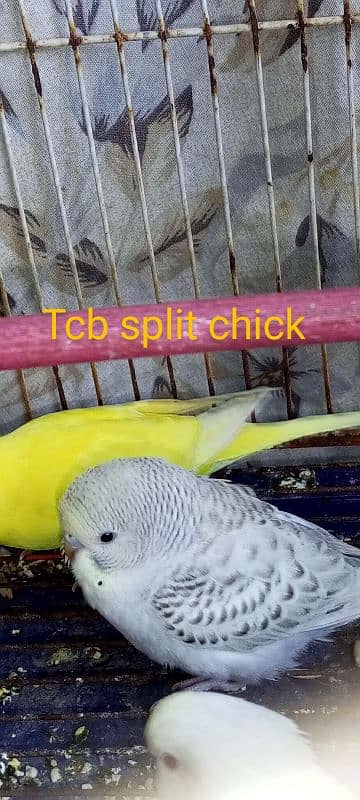 2 breeder budgies pair with chiks 3