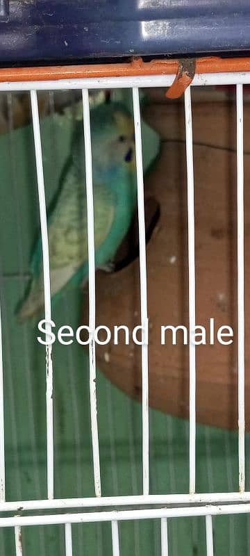 2 breeder budgies pair with chiks 4