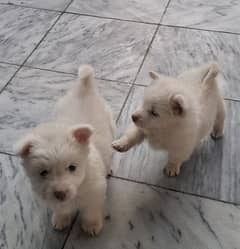 Pure Russian Pair | 2 months age