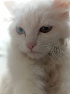 Turkish Angora