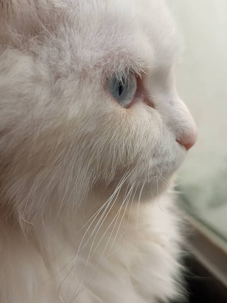 Turkish Angora 3