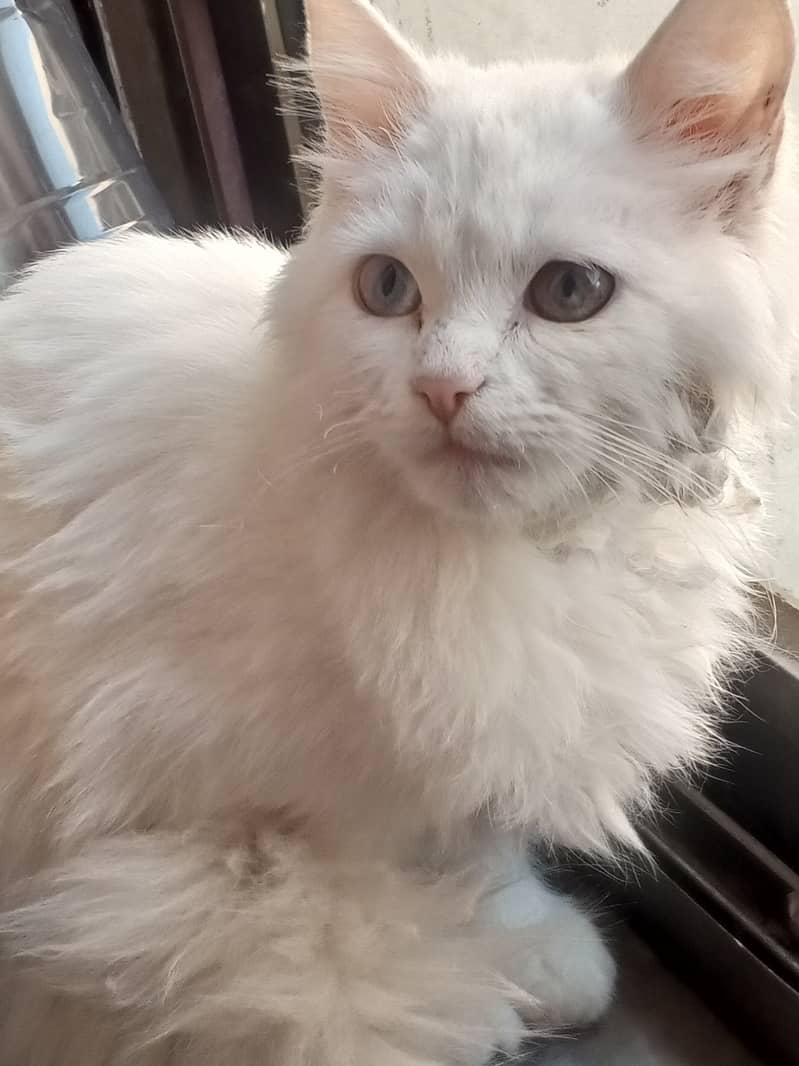 Turkish Angora 4