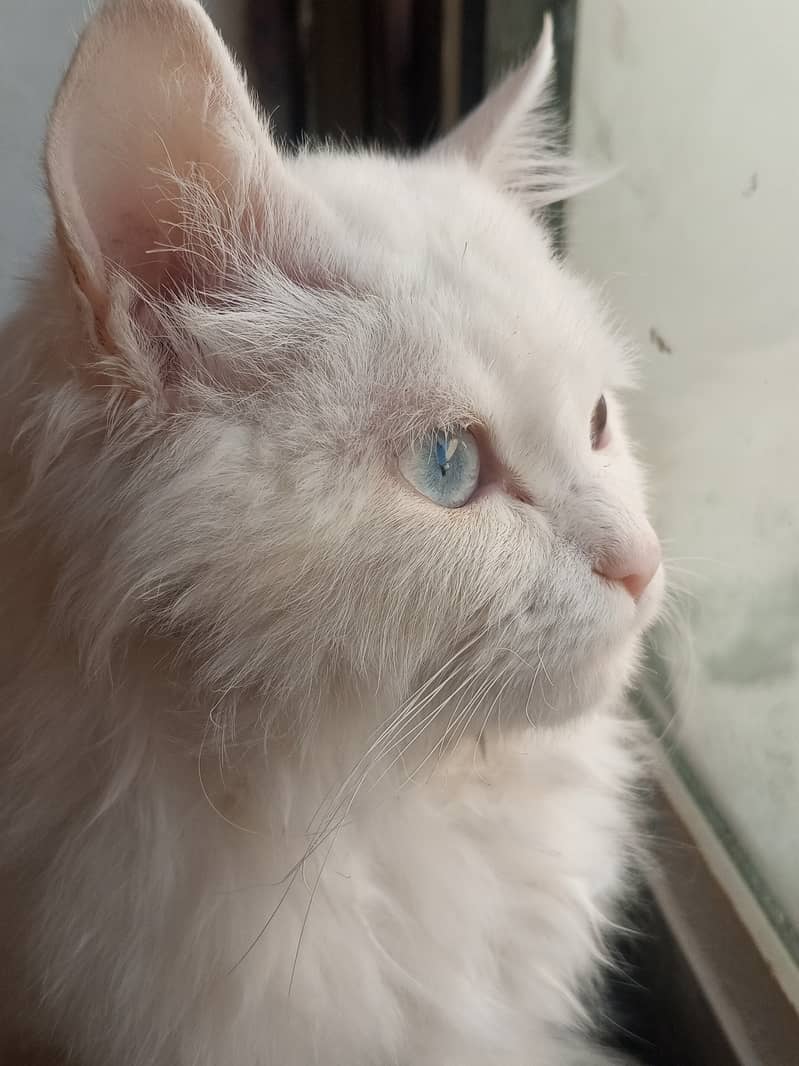 Turkish Angora 5