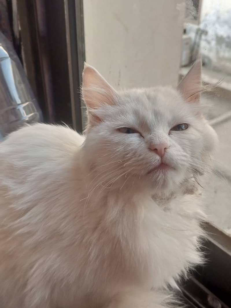 Turkish Angora 7