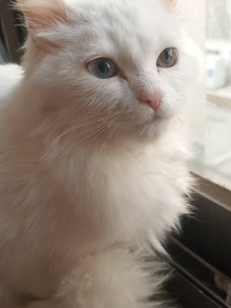 Turkish Angora 8