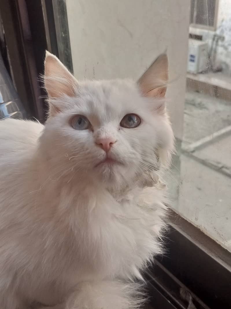 Turkish Angora 9