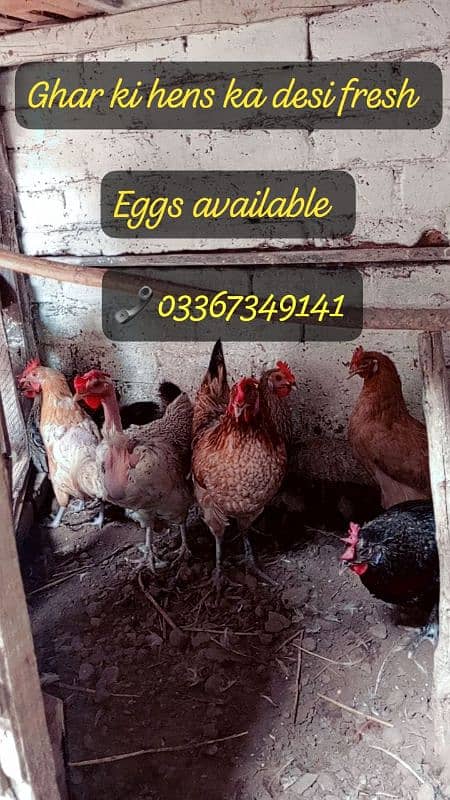 Ghar ki murgio ka Desi Organic fresh  Eggs available 1