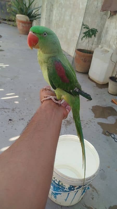 Alexandrine Raw Parrot 0