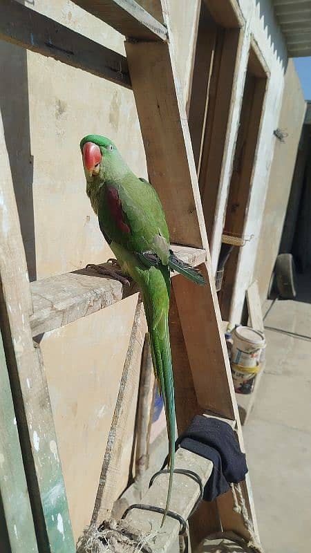 Alexandrine Raw Parrot 1