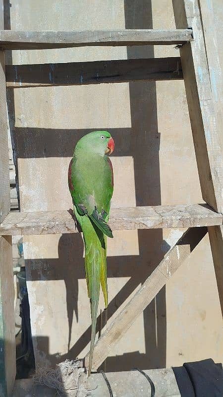 Alexandrine Raw Parrot 2