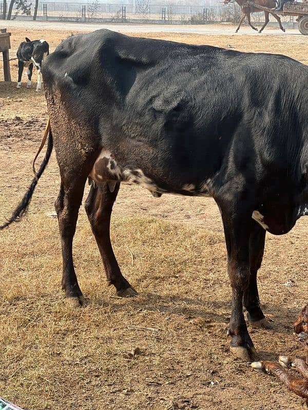 1st timer Cows Bht Kamal Gaye 2