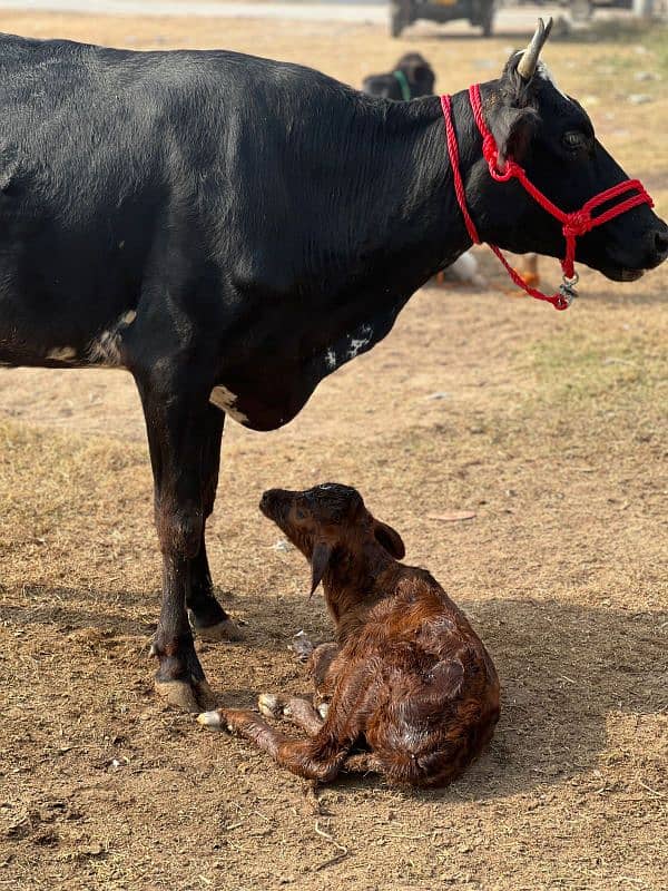 1st timer Cows Bht Kamal Gaye 3