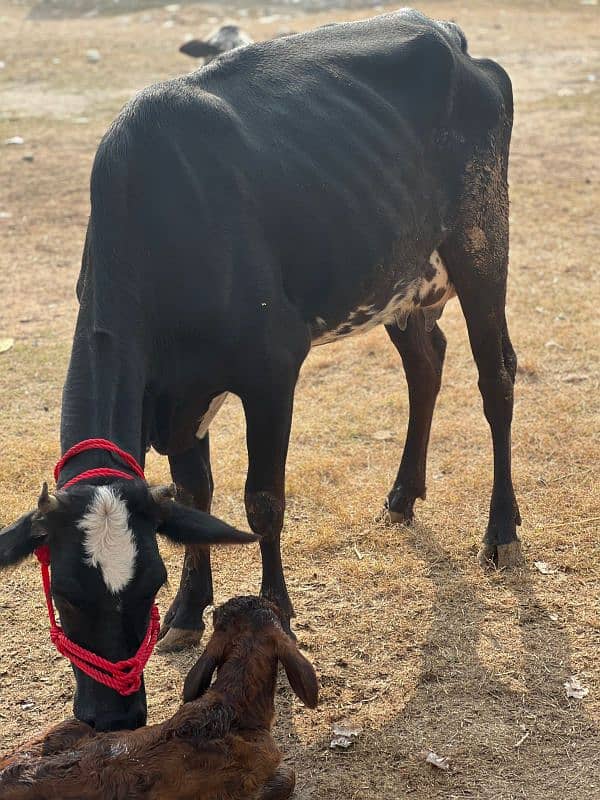 1st timer Cows Bht Kamal Gaye 4