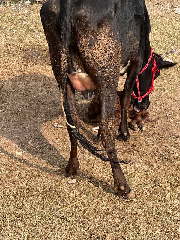 1st timer Cows Bht Kamal Gaye 5