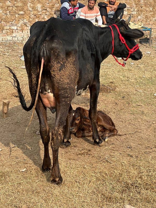 1st timer Cows Bht Kamal Gaye 6