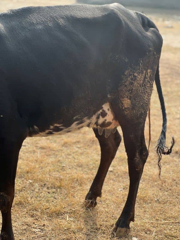 1st timer Cows Bht Kamal Gaye 8