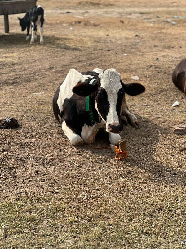 1st timer Cows Bht Kamal Gaye 10