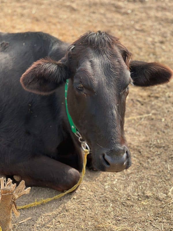 1st timer Cows Bht Kamal Gaye 12