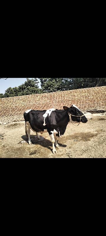 Cow For sale Fregsian Cross 0