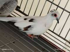 Diamond pied doves pairs for sale