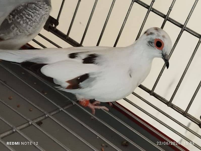 Diamond pied doves pairs for sale 0