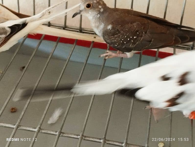 Diamond pied doves pairs for sale 2