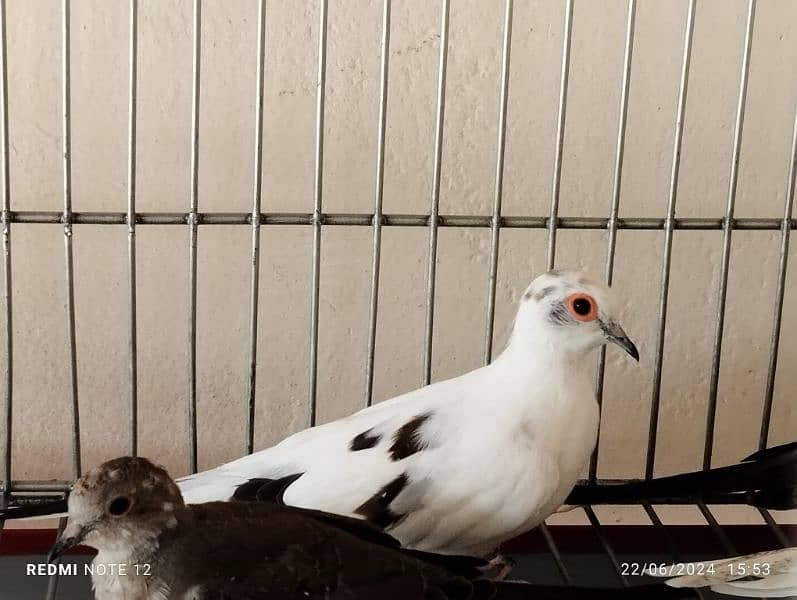 Diamond pied doves pairs for sale 3