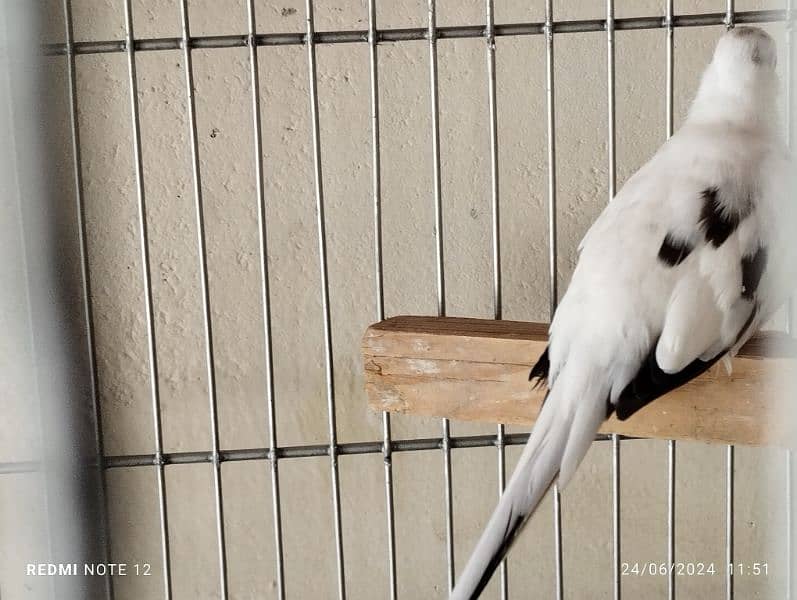 Diamond pied doves pairs for sale 4