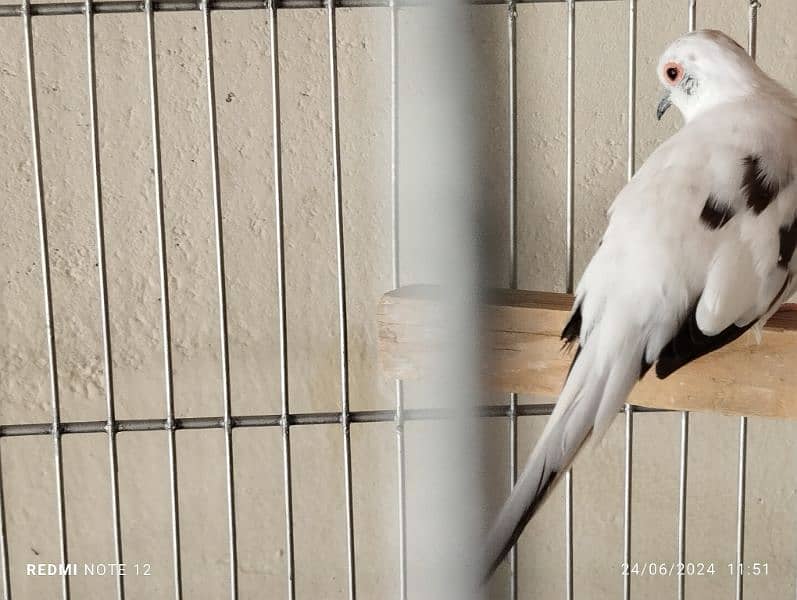 Diamond pied doves pairs for sale 5