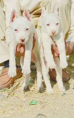 kohati gultair pair for sale