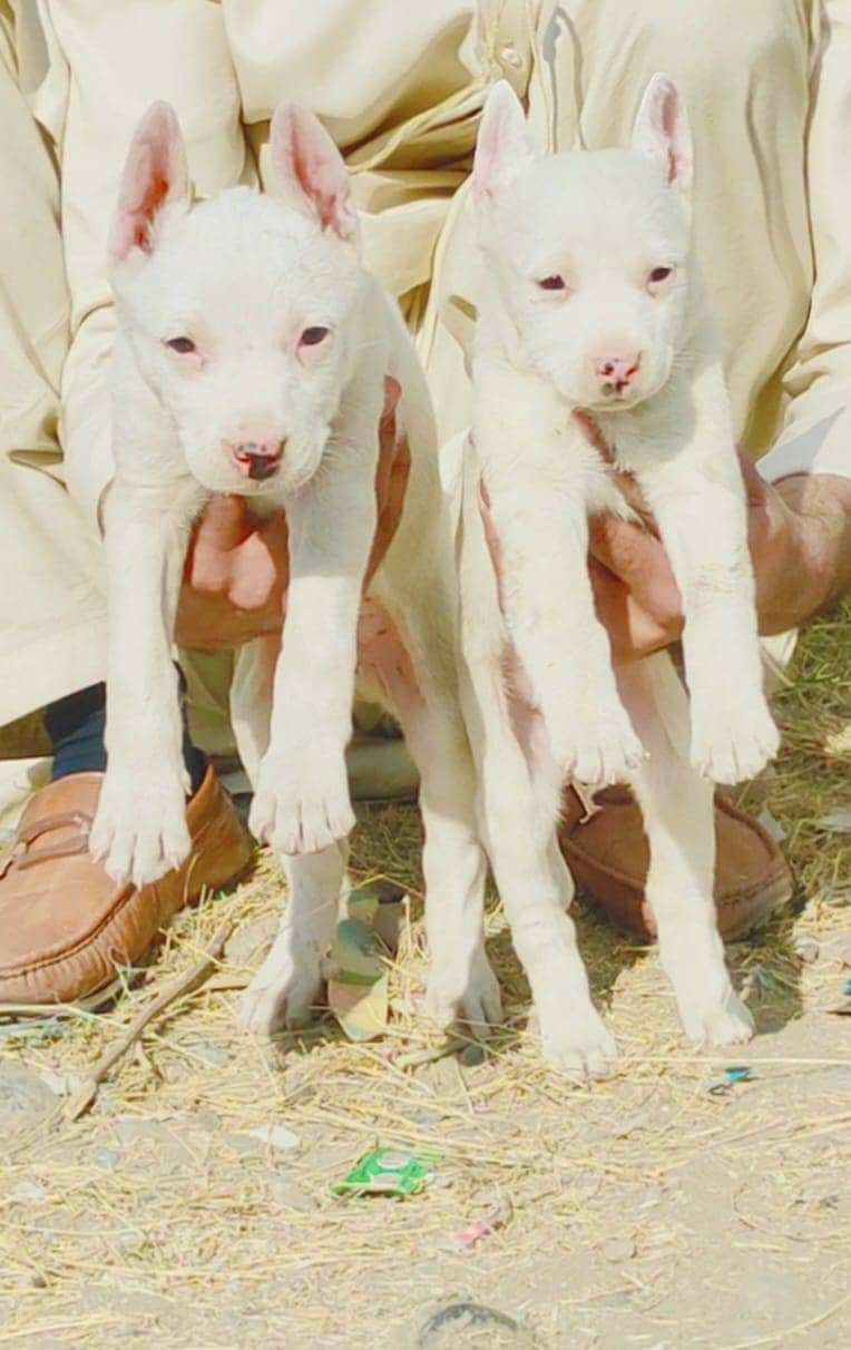 kohati gultair pair for sale 0