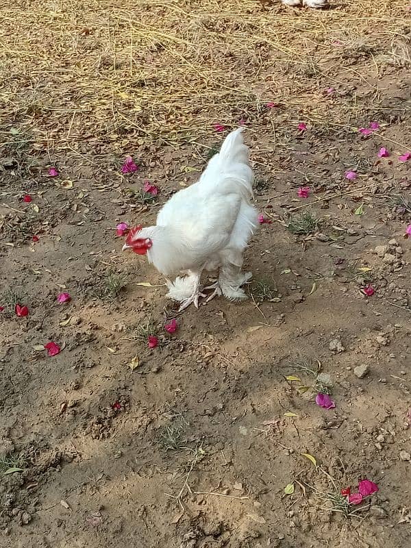 fancy chicken for sale. . 03358257455 0