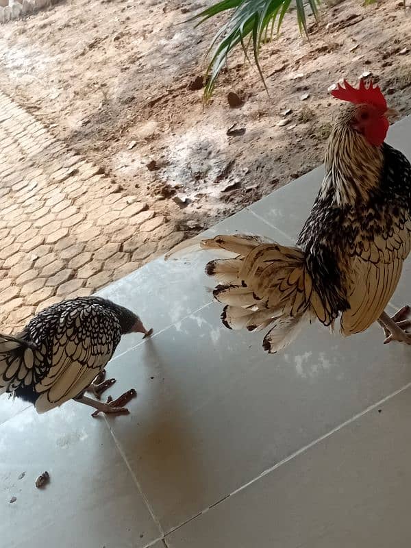 fancy chicken for sale. . 03358257455 1