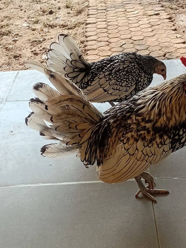 fancy chicken for sale. . 03358257455 2