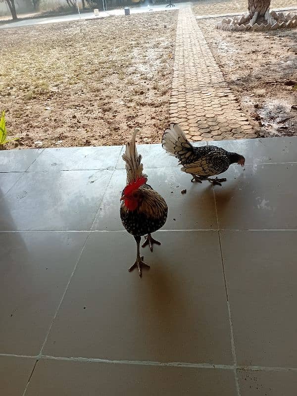 fancy chicken for sale. . 03358257455 3