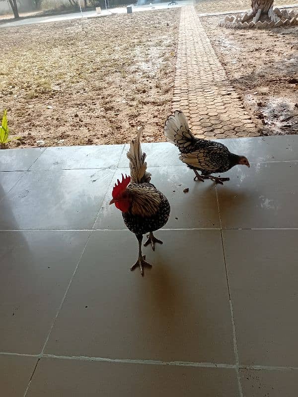 fancy chicken for sale. . 03358257455 4