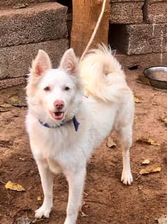 white female russian dog for sale