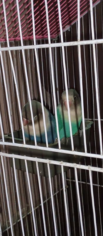 love birds blue fisher Brite pair 0