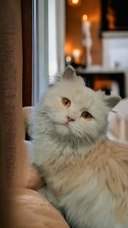 Persian Cate Female Cream/Skin Color 0