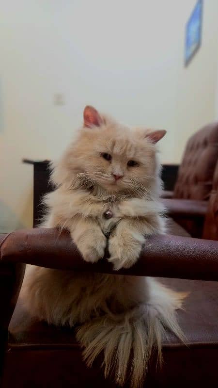 Persian Cate Female Cream/Skin Color 1