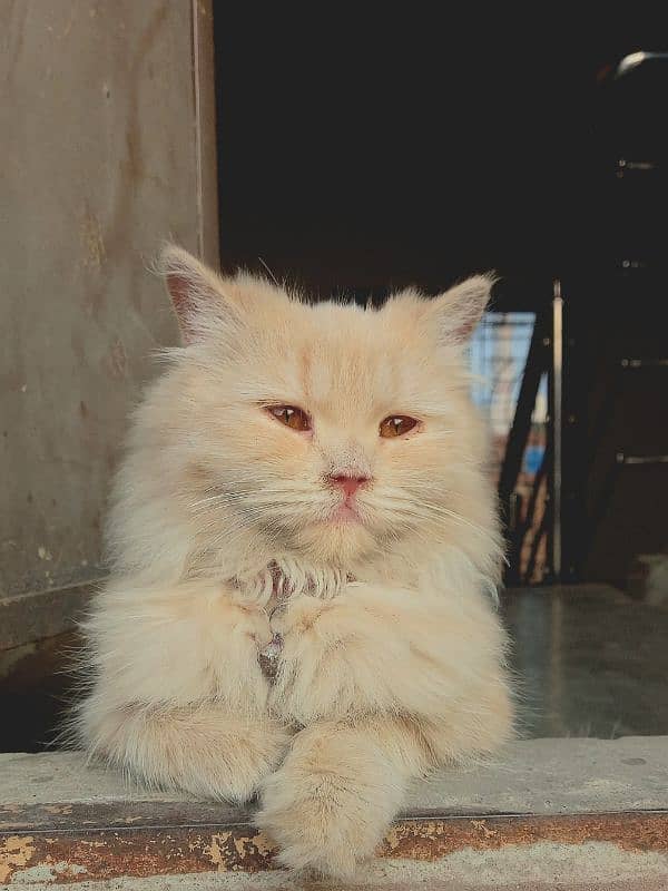 Persian Cate Female Cream/Skin Color 2