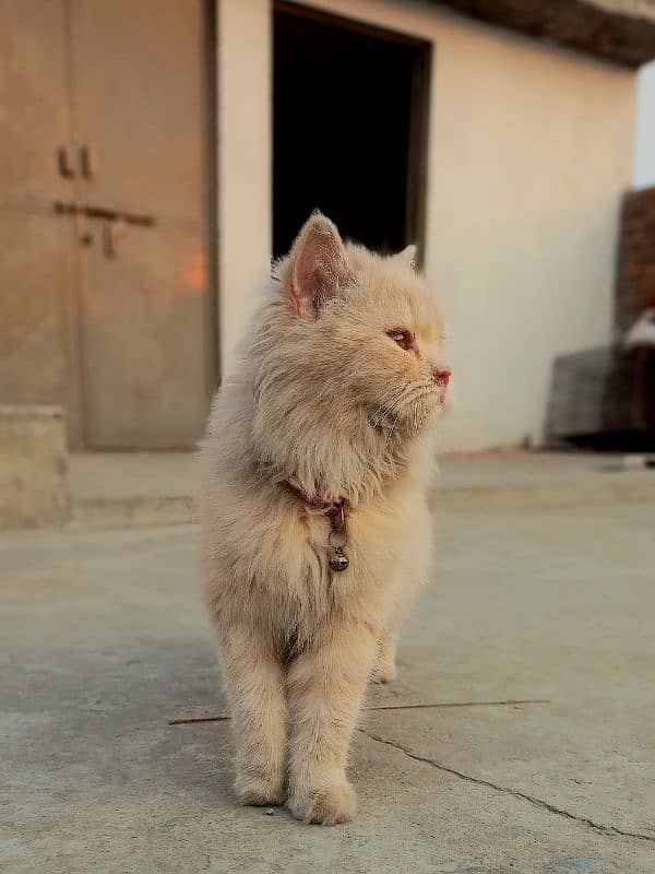 Persian Cate Female Cream/Skin Color 3