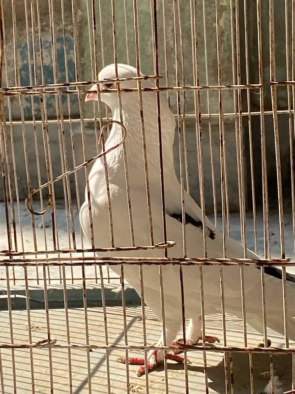 Fancy Pigeons Male For Sale 0