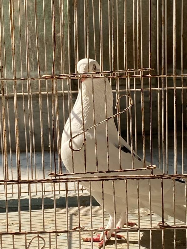 Fancy Pigeons Male For Sale 1