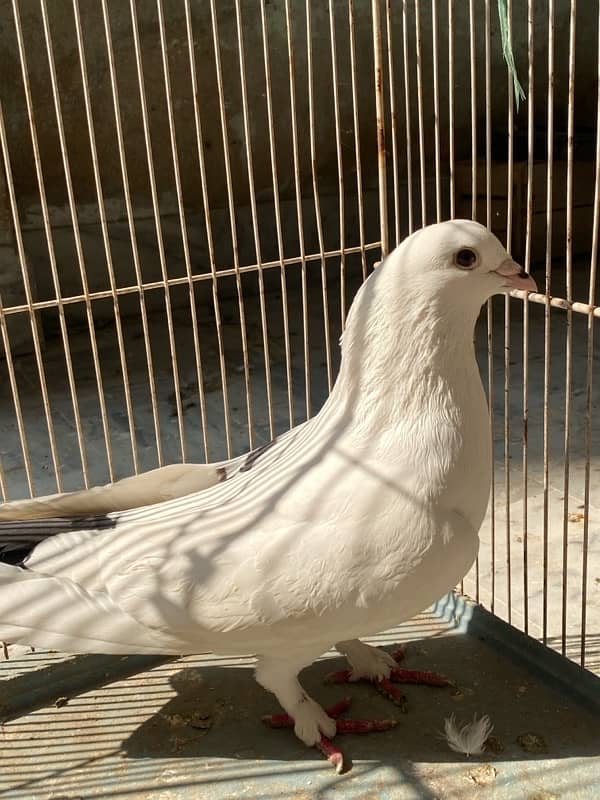 Fancy Pigeons Male For Sale 2