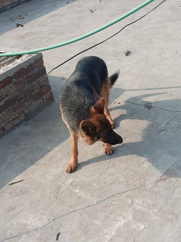 German shepherd/ Almost 8 9months Female Dog/ Shepherd/Puppy 3