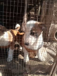 mix Labrador  puppies pair