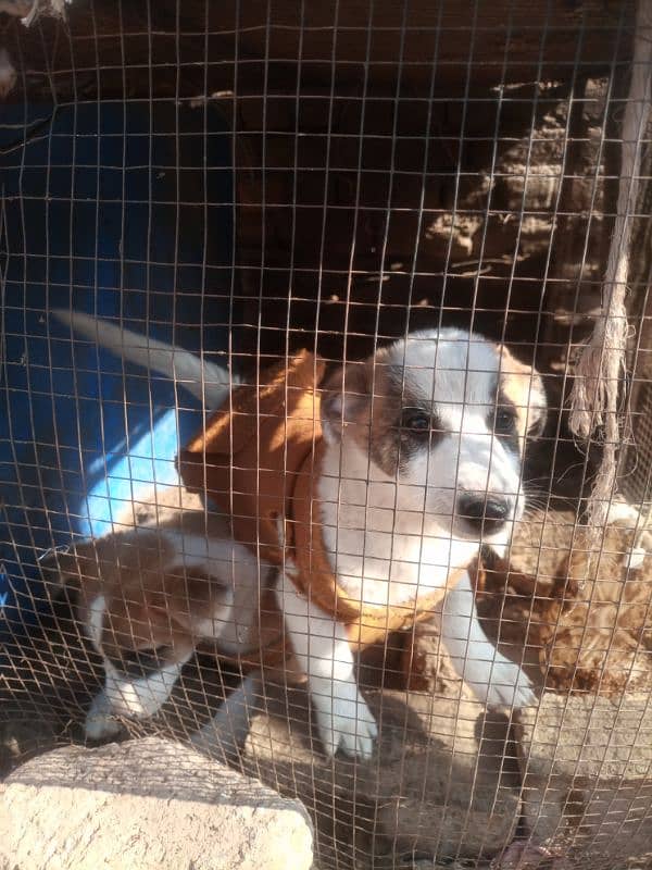 mix Labrador  puppies pair 1