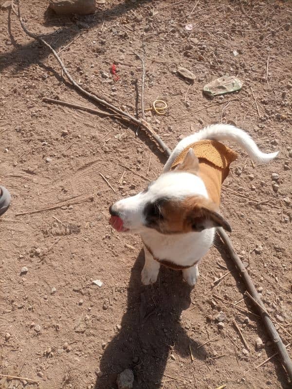 mix Labrador  puppies pair 2