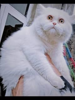 Persian Male Cat